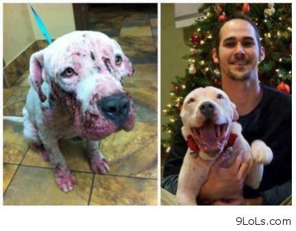 Before-and-after-rescue-the-dog_white